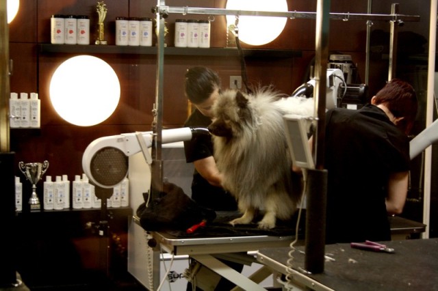 Believe it or not: there even was a pet salon, to get their fur blow-dried and shampood and who knows what. 